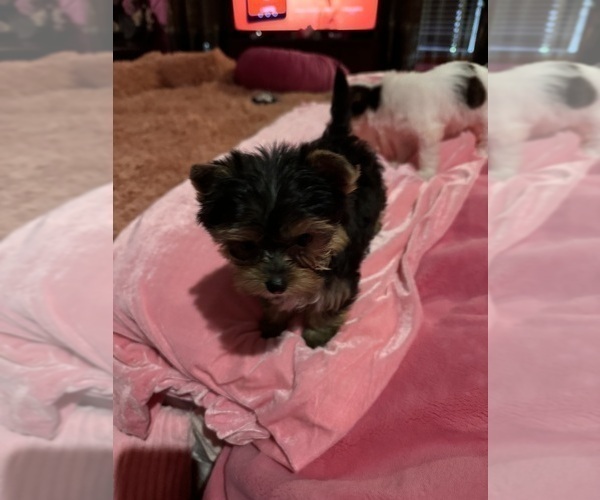 Medium Photo #8  Breeder Profile in BROOKHAVEN, MS, USA