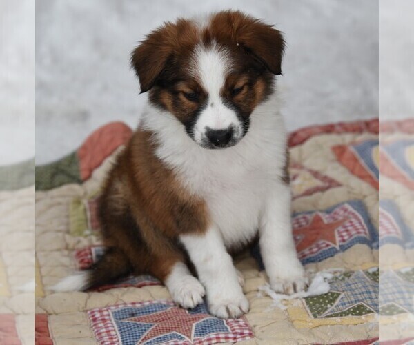 Medium Photo #8  Breeder Profile in PARIS, MI, USA