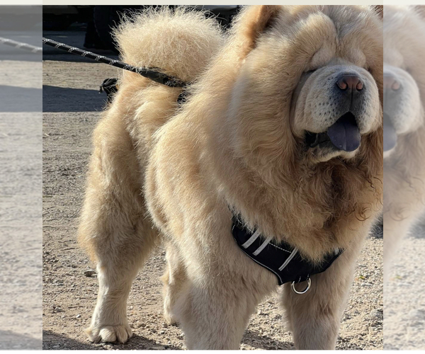 Medium Photo #4  Breeder Profile in FONTANA, CA, USA