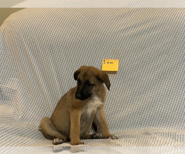 Medium Photo #8  Breeder Profile in COVINGTON, GA, USA