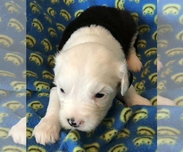 Medium Photo #2  Breeder Profile in WAKE FOREST, NC, USA