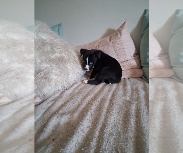 Medium Photo #18  Breeder Profile in BAKERSFIELD, CA, USA