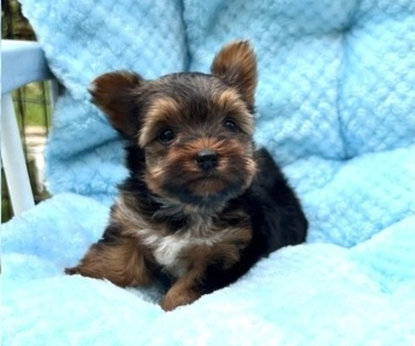 Medium Photo #3  Breeder Profile in RED HOUSE, WV, USA
