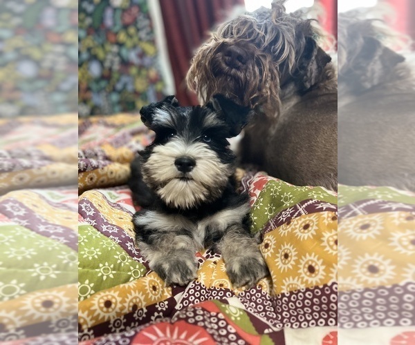 Medium Photo #11  Breeder Profile in WELLINGTON, AL, USA
