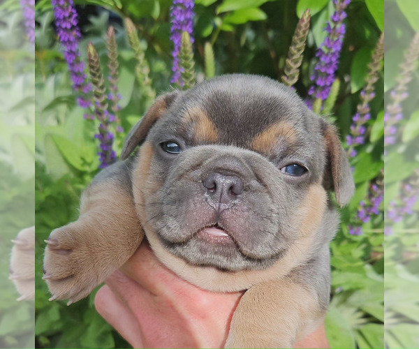 Medium Photo #24  Breeder Profile in FENTON, MO, USA