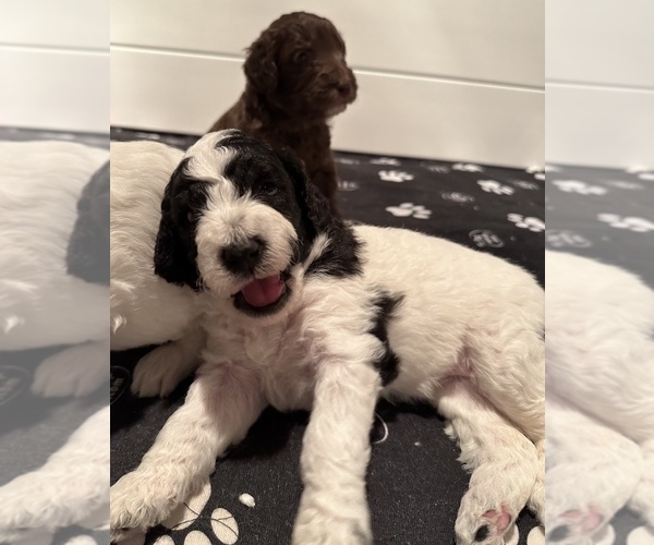 Medium Photo #4  Breeder Profile in BUFFALO, MN, USA
