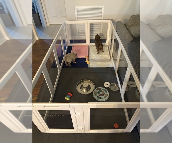 Medium Photo #7  Breeder Profile in CAPE CORAL, FL, USA