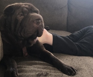 Main photo of Chinese Shar-Pei Dog Breeder near DEWEY, OK, USA