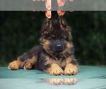 Small #4 Breeder Profile image