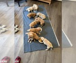 Small breeder photo