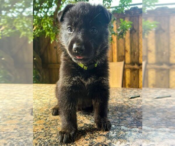 Medium Photo #1  Breeder Profile in MIAMI, FL, USA