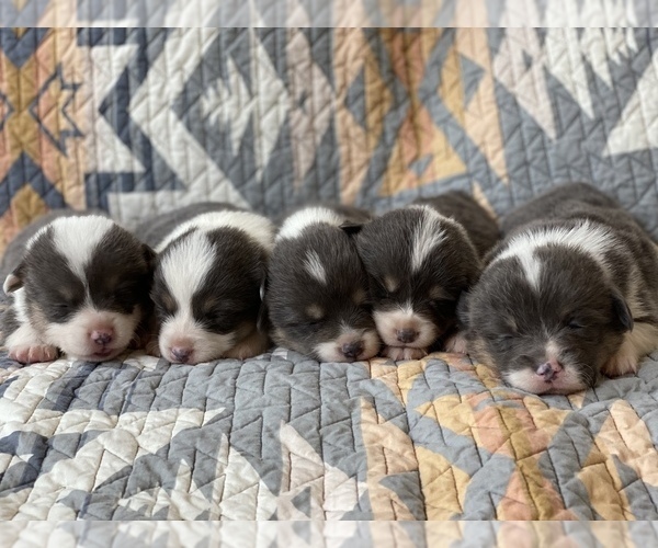 Medium Photo #2  Breeder Profile in WOODLAND, WA, USA