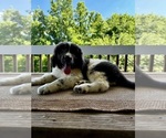Small breeder photo