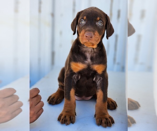 Medium Photo #1  Breeder Profile in MORONGO VALLEY, CA, USA