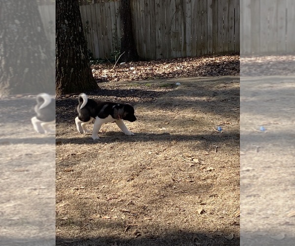 Medium Photo #17  Breeder Profile in MCDONOUGH, GA, USA