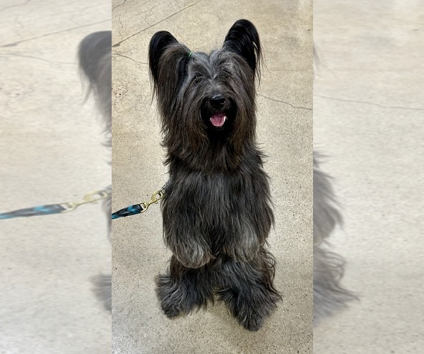 Medium Photo #25  Breeder Profile in LAKESIDE, CA, USA