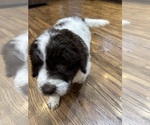 Small #3 Breeder Profile image