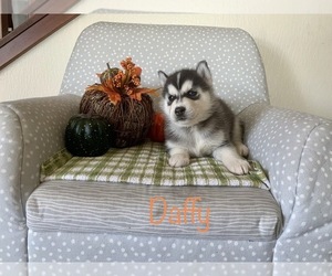Main photo of Siberian Husky Dog Breeder near MILLERSBURG, IN, USA