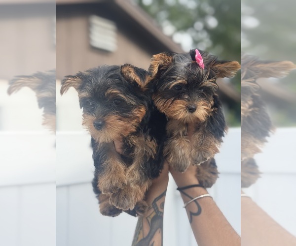 Medium Photo #20  Breeder Profile in SEFFNER, FL, USA