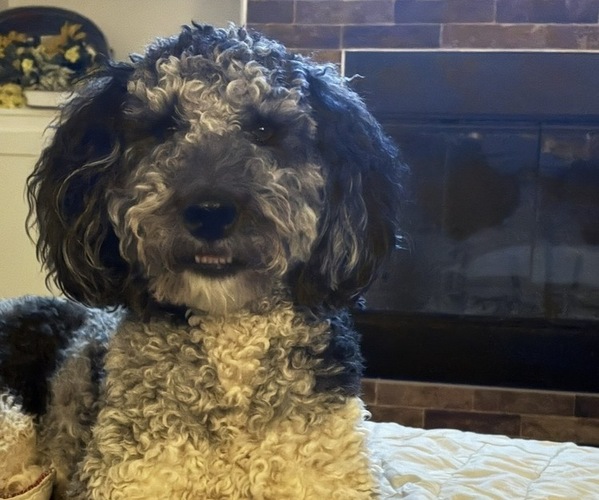 Medium Photo #3  Breeder Profile in LUBBOCK, TX, USA