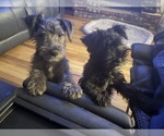 Small #1 Breeder Profile image