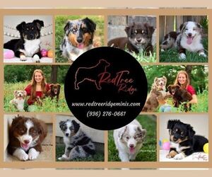 Miniature Australian Shepherd Dog Breeder near MAGNOLIA, TX, USA