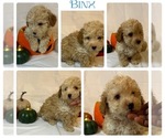 Small #1 Breeder Profile image