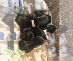 Small #2 Breeder Profile image