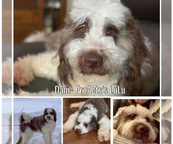 Medium Photo #4  Breeder Profile in PAW PAW, MI, USA