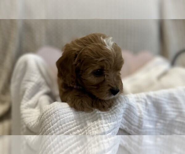 Medium Photo #5  Breeder Profile in MAGNOLIA, TX, USA