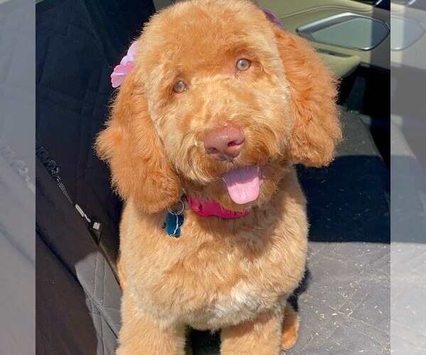 Medium Photo #1  Breeder Profile in FRISCO, TX, USA