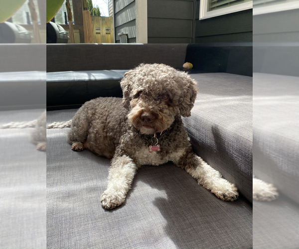 Medium Photo #19  Breeder Profile in VANCOUVER, WA, USA