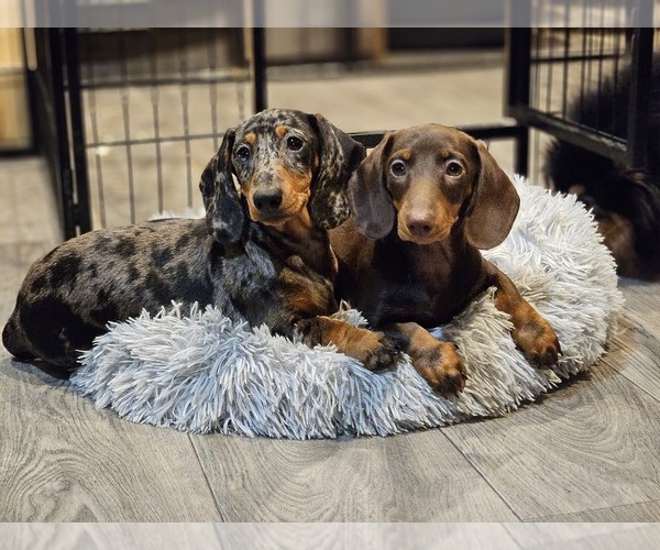 Medium Photo #8  Breeder Profile in LONE ROCK, WI, USA