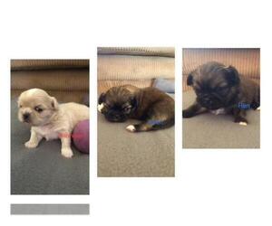 Pekingese Dog Breeder near SIOUX FALLS, SD, USA