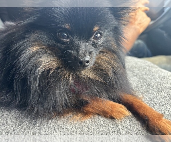Medium Photo #11  Breeder Profile in CAULFIELD, MO, USA