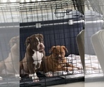 Small #47 Breeder Profile image