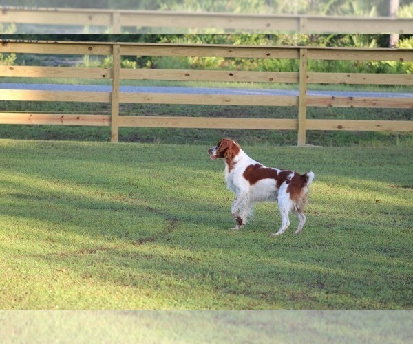 Medium Photo #79  Breeder Profile in HORTENSE, GA, USA