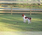 Small Photo #79  Breeder Profile in HORTENSE, GA, USA