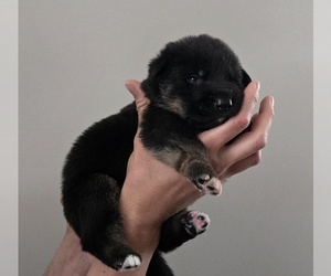 German Shepherd Dog Dog Breeder near PATASKALA, OH, USA