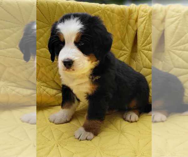 Medium Photo #10  Breeder Profile in ARTHUR, IL, USA
