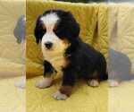 Small #9 Breeder Profile image