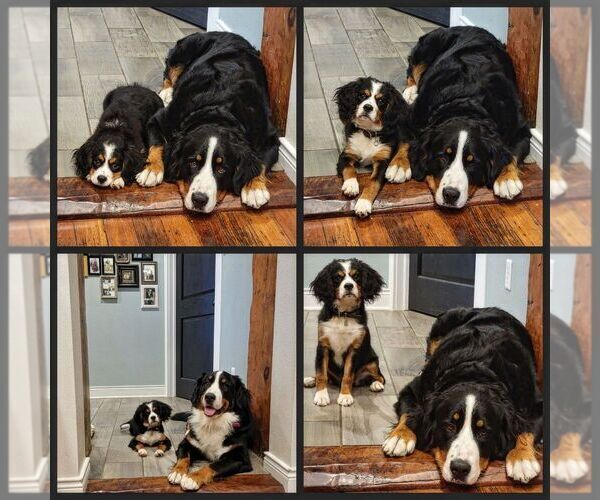 Medium Photo #7  Breeder Profile in CUBA CITY, WI, USA
