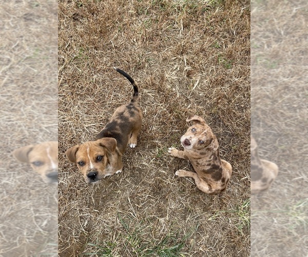 Medium Photo #12  Breeder Profile in WESTFIELD, NC, USA