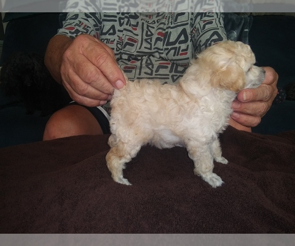 Medium Photo #1  Breeder Profile in NASHVILLE, GA, USA