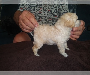 Poodle (Toy) Dog Breeder near NASHVILLE, GA, USA