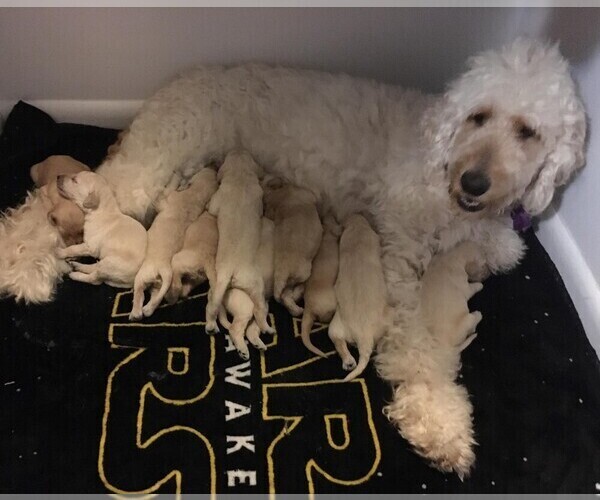 Medium Photo #1  Breeder Profile in PORTSMOUTH, OH, USA