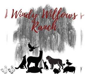 Saint Bernard Dog Breeder near TURLOCK, CA, USA