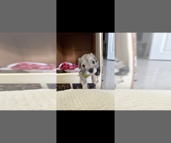 Medium Photo #6  Breeder Profile in LEHIGH ACRES, FL, USA