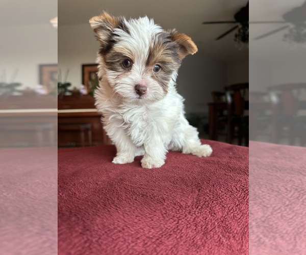 Medium Photo #14  Breeder Profile in FRESNO, CA, USA