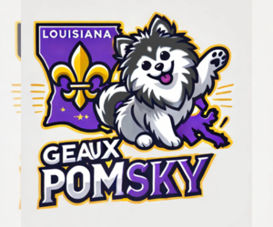 Pomsky Dog Breeder near SHREVEPORT, LA, USA